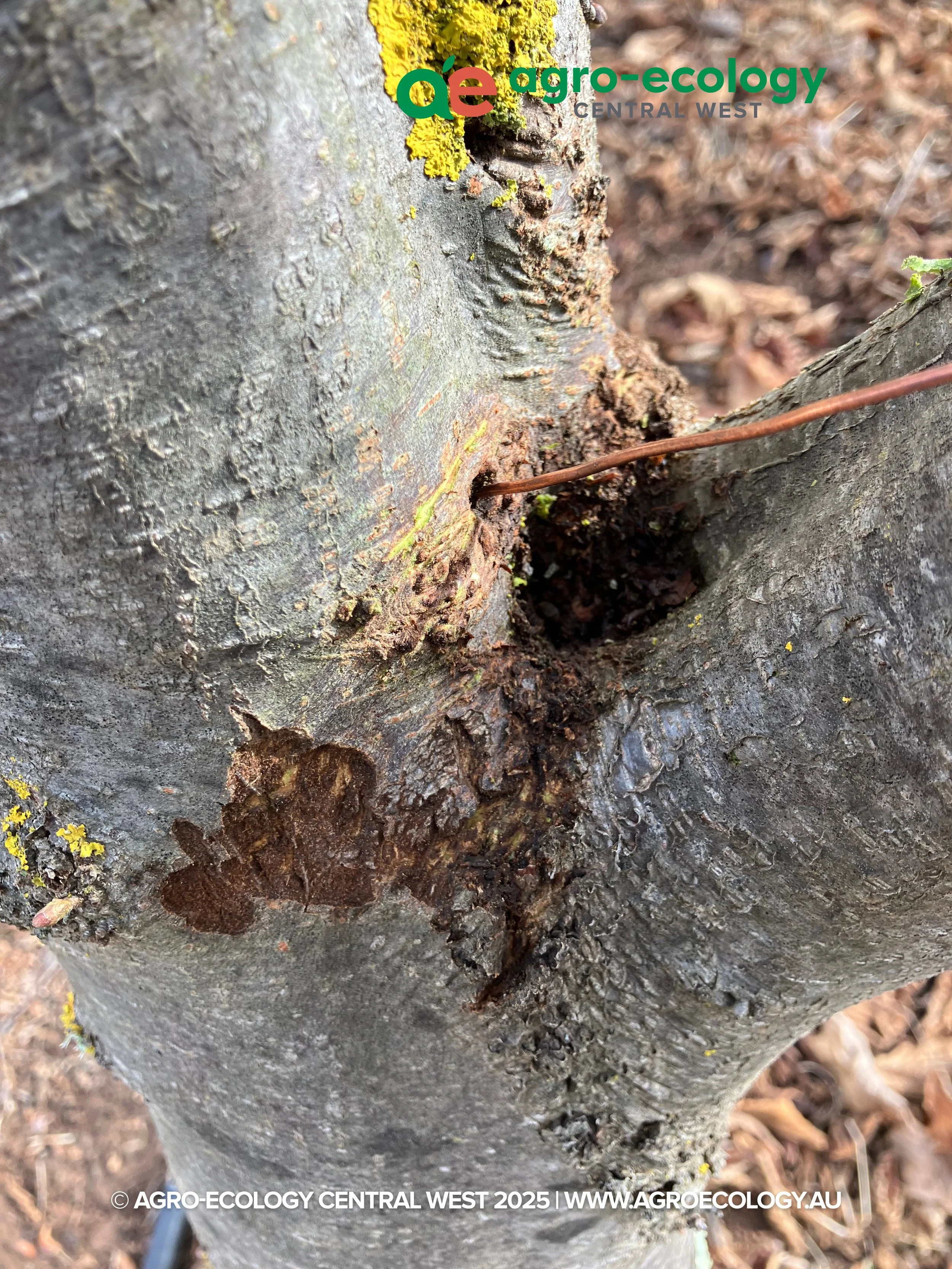 Close-up photo of a tree trunk with some yellow lichen and moss growth, showing a small hole or crack at the base, surrounded by bark and forest floor leaves.