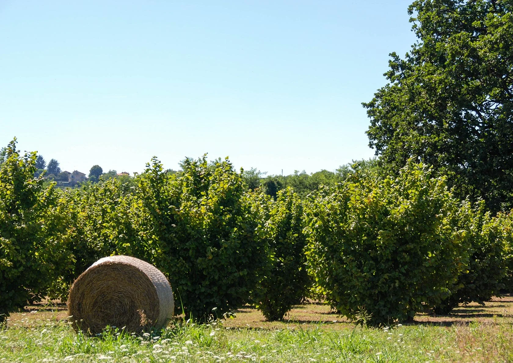 Bale of hay on a farm with green trees and bushes, under a clear blue sky.