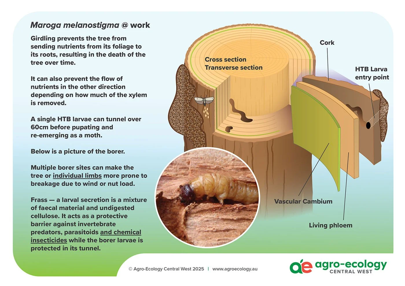 Diagram showing the internal structure and life cycle of the Maroga melastigma tree, including a cross-section of the tree trunk, a labeled borer with a close-up of its larva, and an HTB larva entry point. Text explains how girdling prevents nutrient flow and can cause the tree to die, and how multiple borer sites increase the risk of damage.