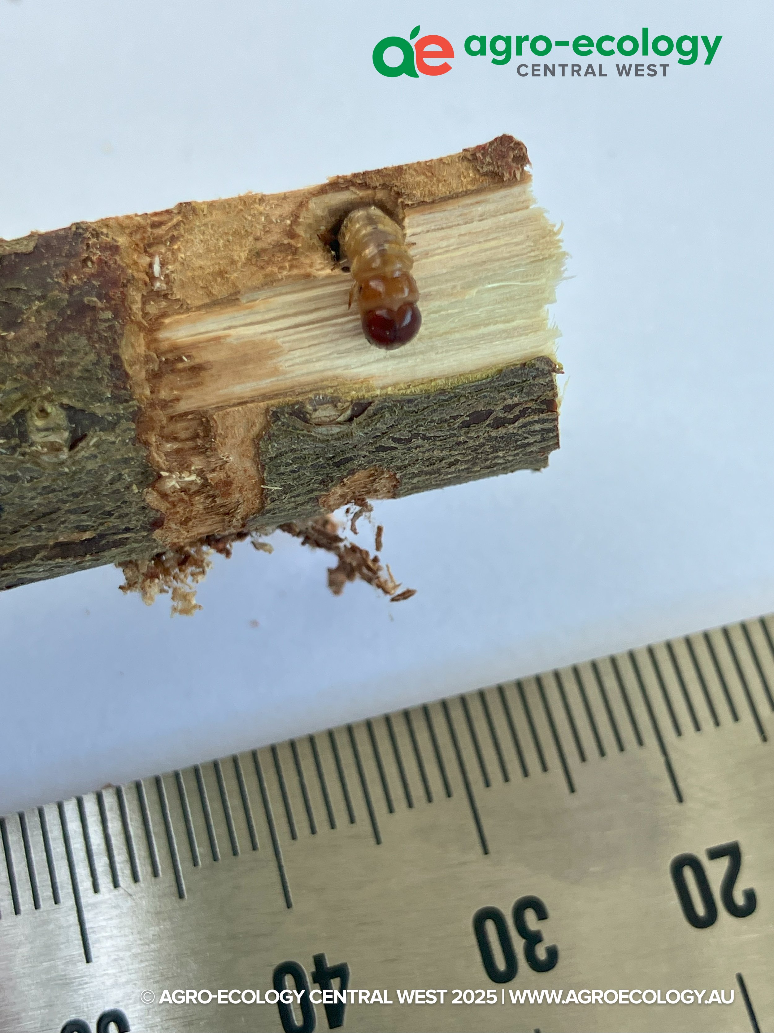 A small insect or larva on a piece of tree bark next to a ruler for scale.