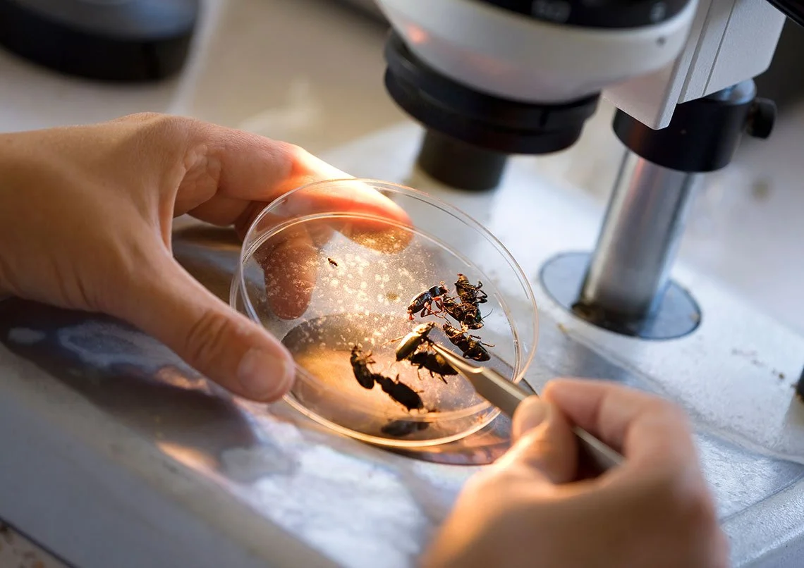 Researcher examining insects in petri dish under a microscope.