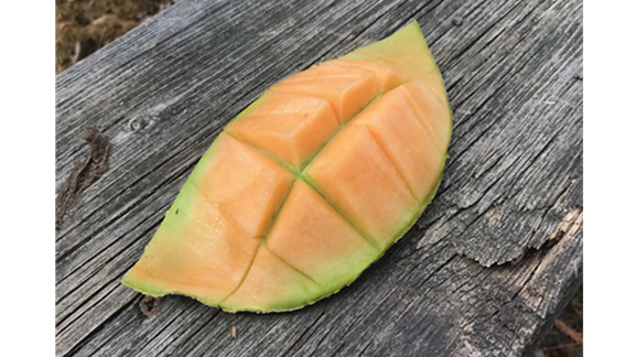 Our Office - Cantolope Leaf.png