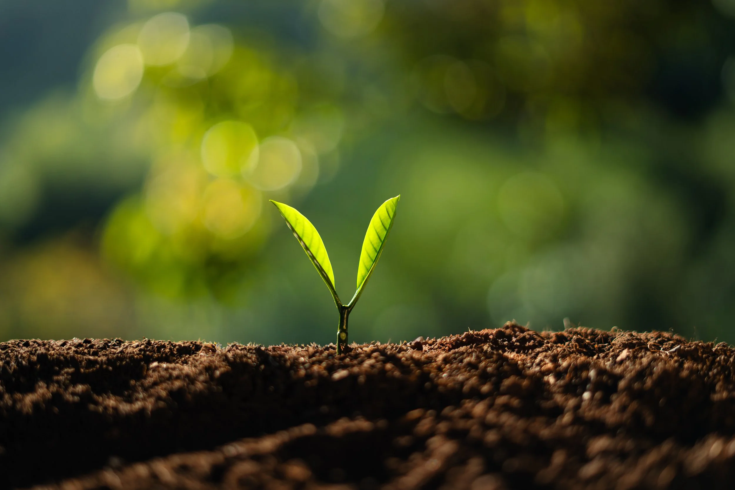 Young plant with leaves representing steady growth with the three-month commitment Grow subscription.