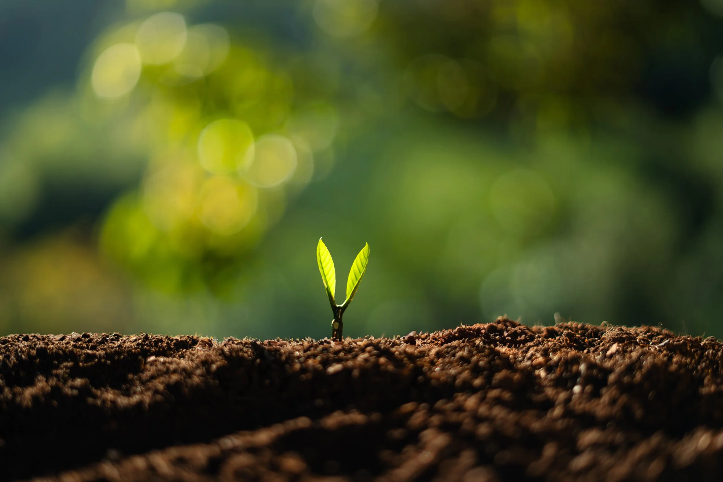 Small sprouting plant symbolising freedom and flexibility with the no commitment Flexi subscription.