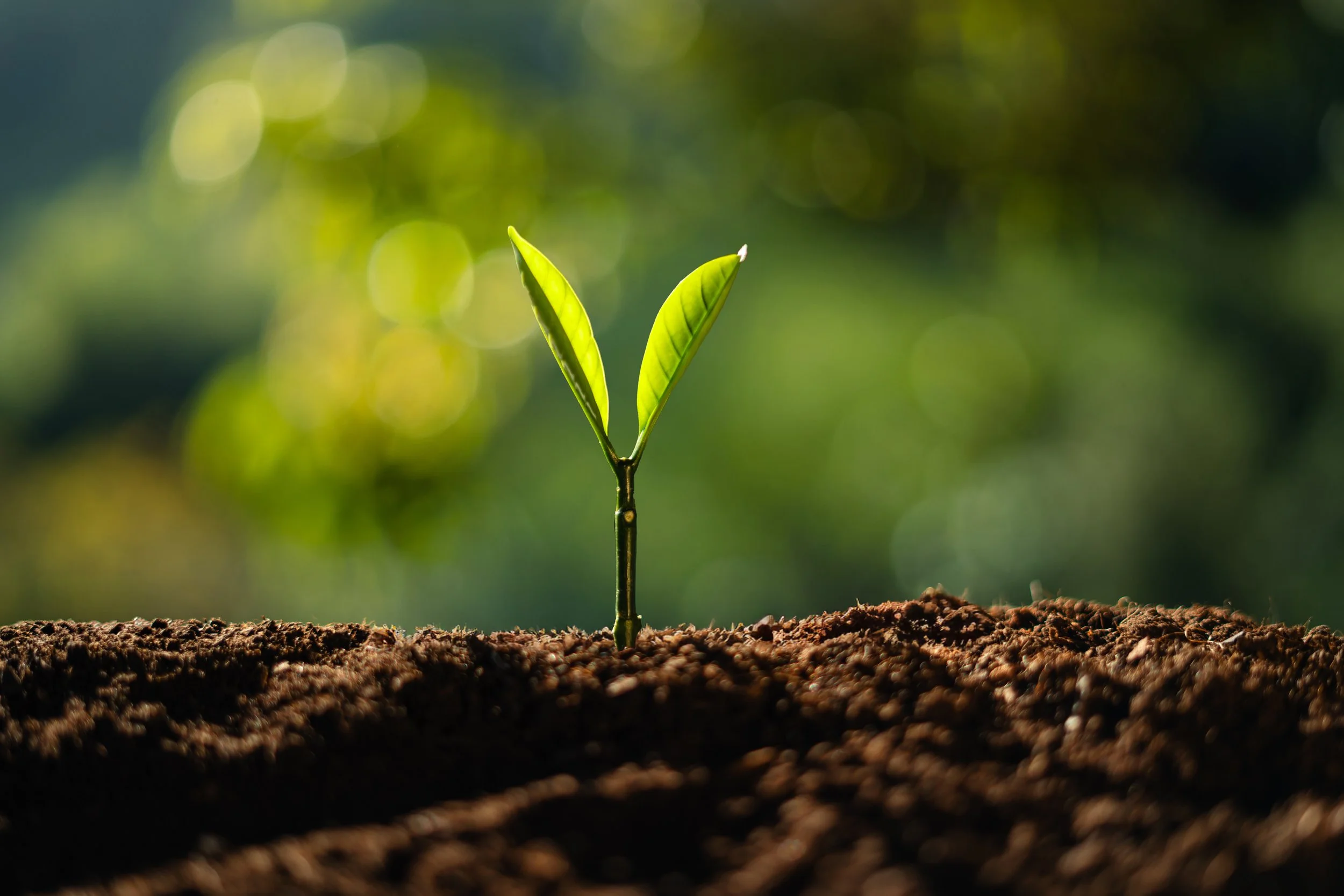 Fully grown plant flourishing, symbolising long-term commitment benefits for the Prime subscription.