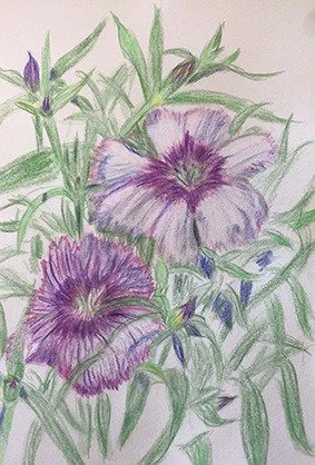 Colored pencil drawing of purple and lavender flowers with green leaves.