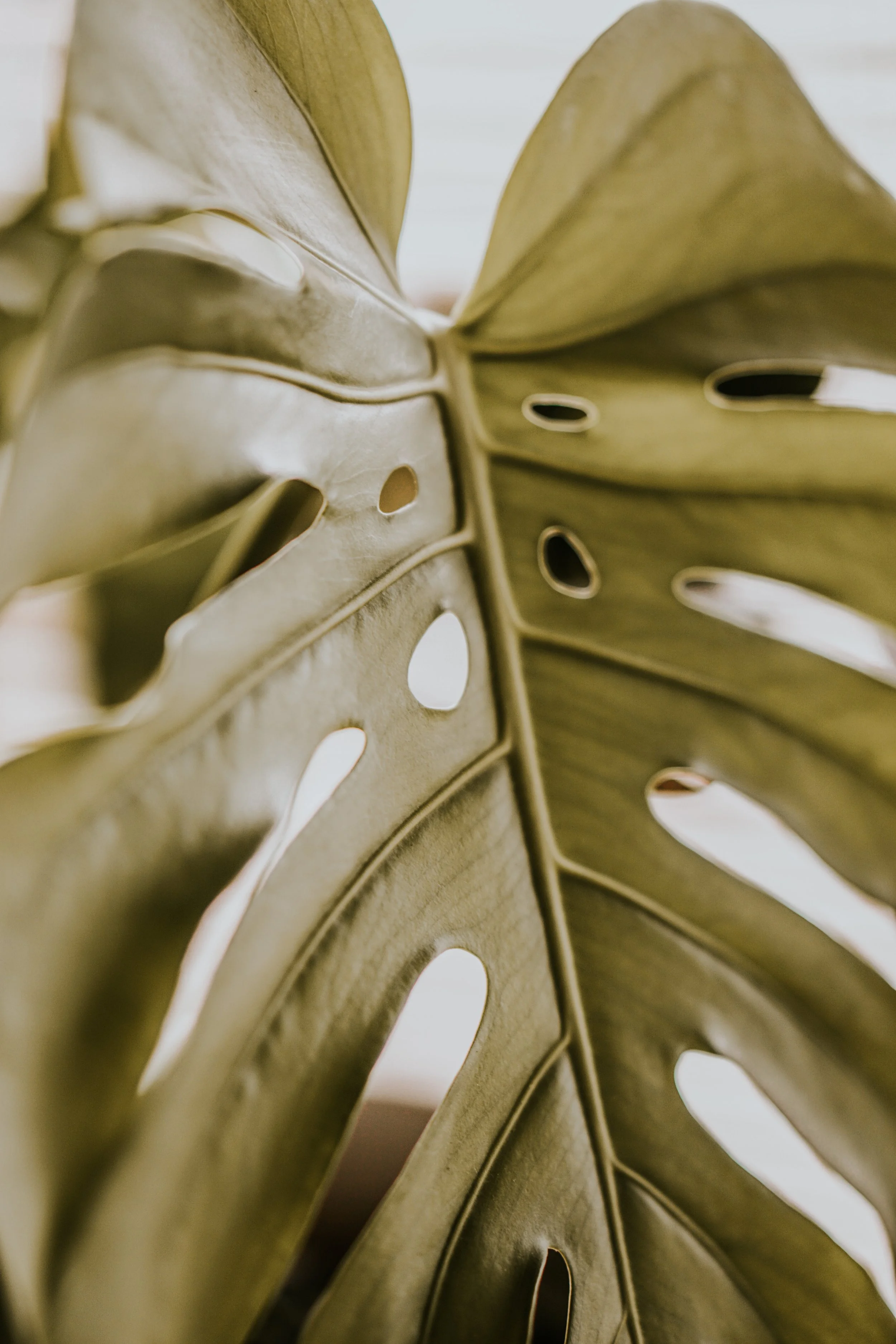 Close-up of a large monstera leaf with natural perforations and a glossy texture.