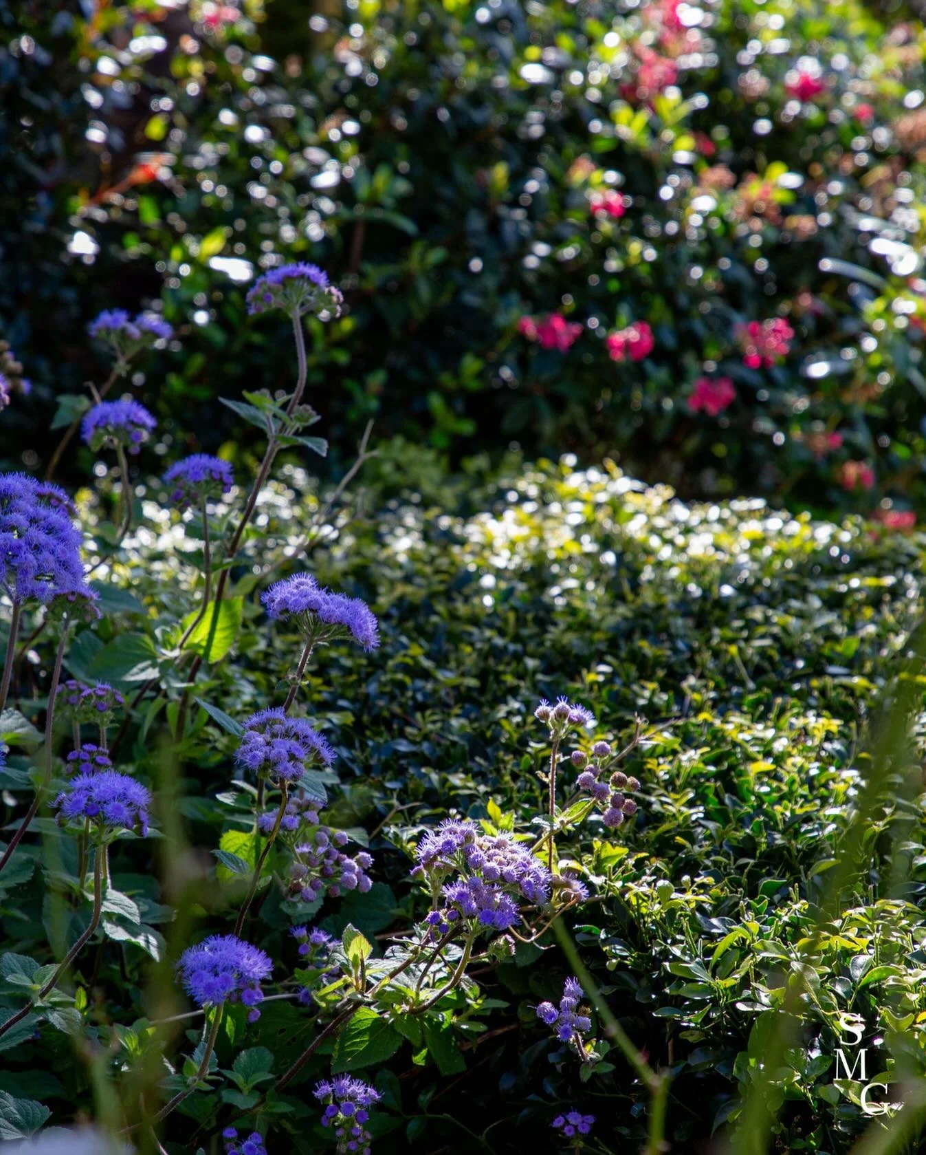 Selecting the right plants isn’t just about aesthetics. It’s about site, soil, shade, wind, drainage, and long-term success.
Sayburn Miller Gardens balance beauty with practicality to ensure they thrive.