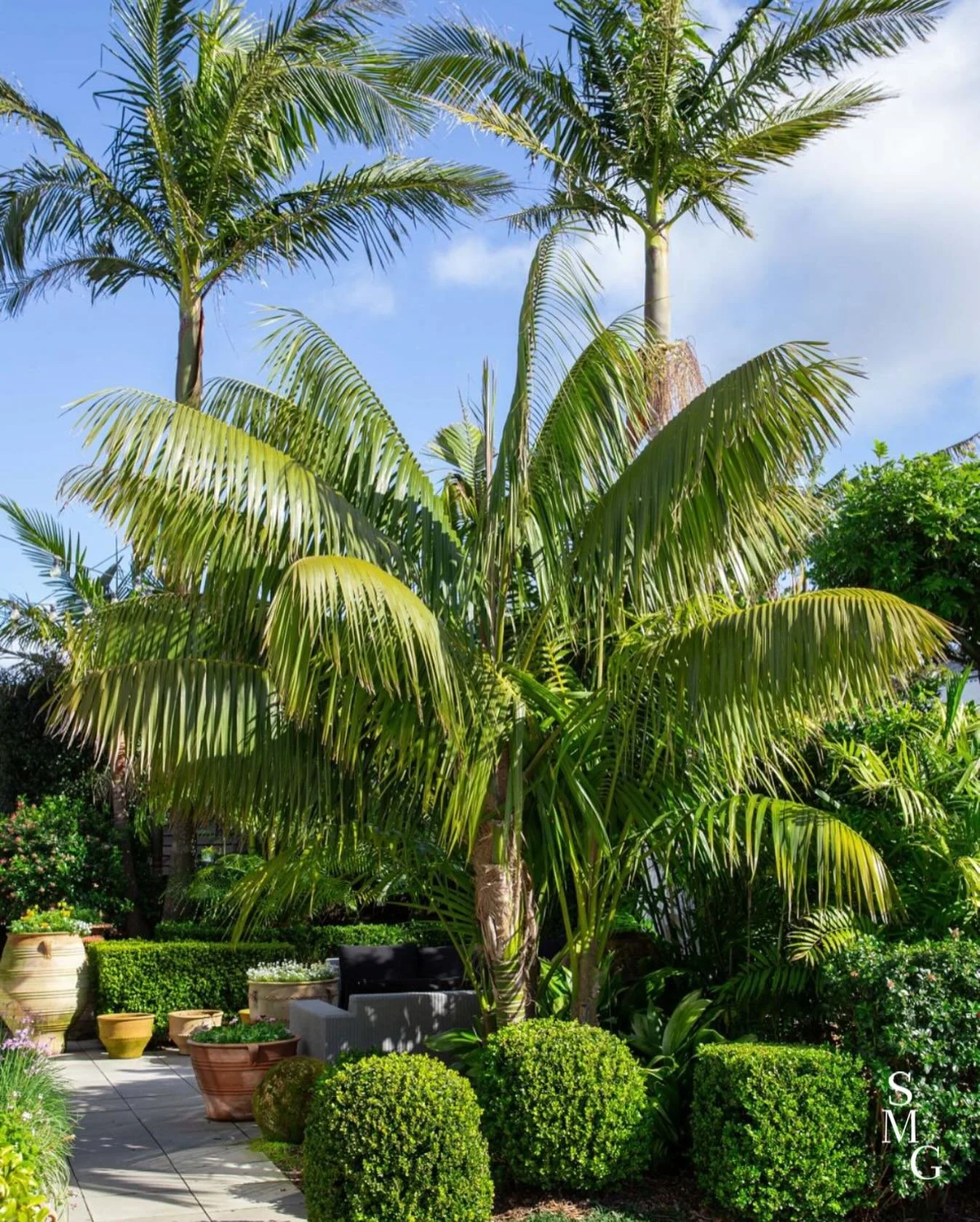 A layered tropical garden with structure and softness. Palms bring scale and shade, clipped forms define the edge, and pots anchor the space adding contrast without clutter.