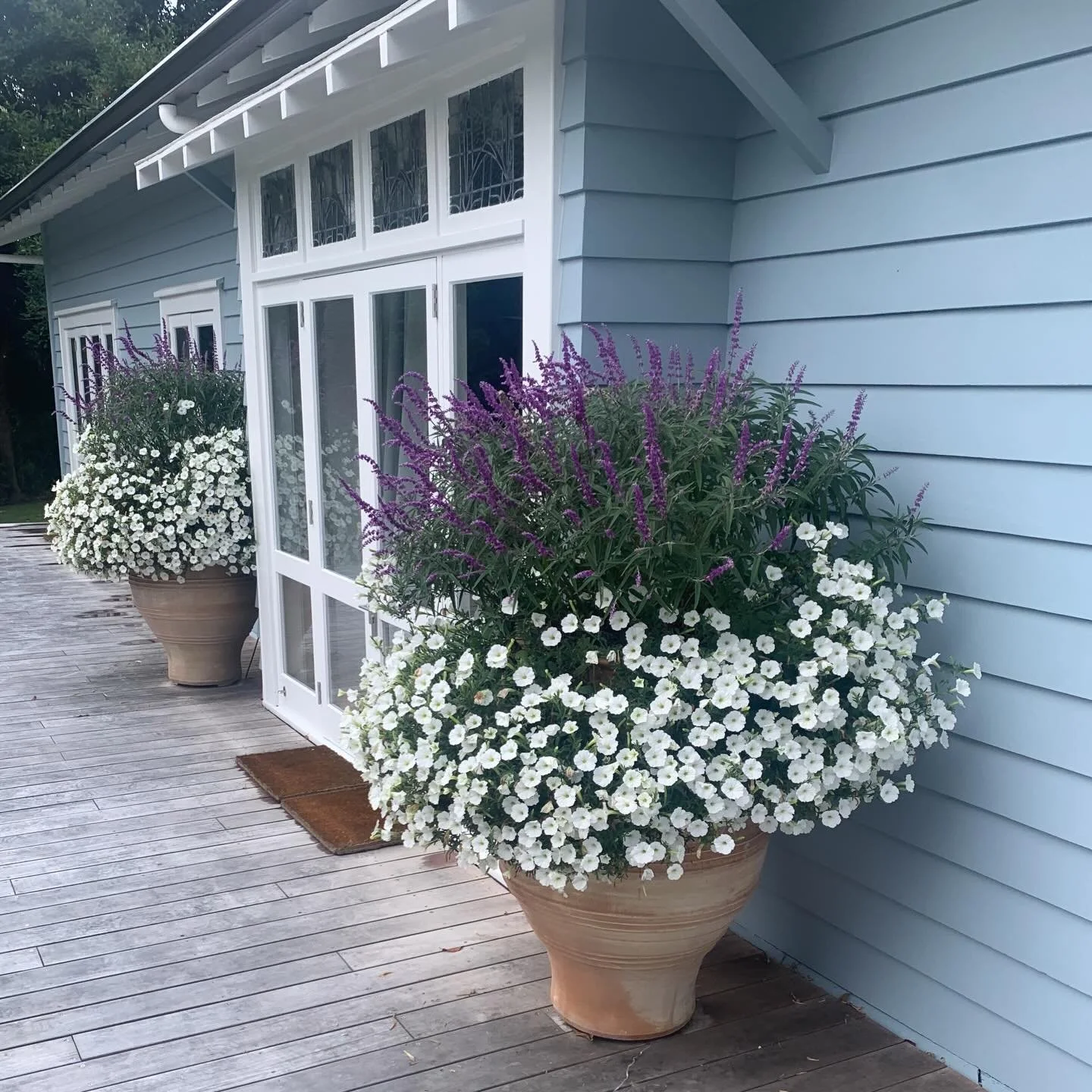 We&rsquo;re loving the plant contrast in our SMG signature Italian Crete Pots 🤍💜
Soft clouds of white bacopa spilling over the edge, paired with bold, upright salvia&mdash;simple, elegant, and full of movement. A timeless combination that brings th