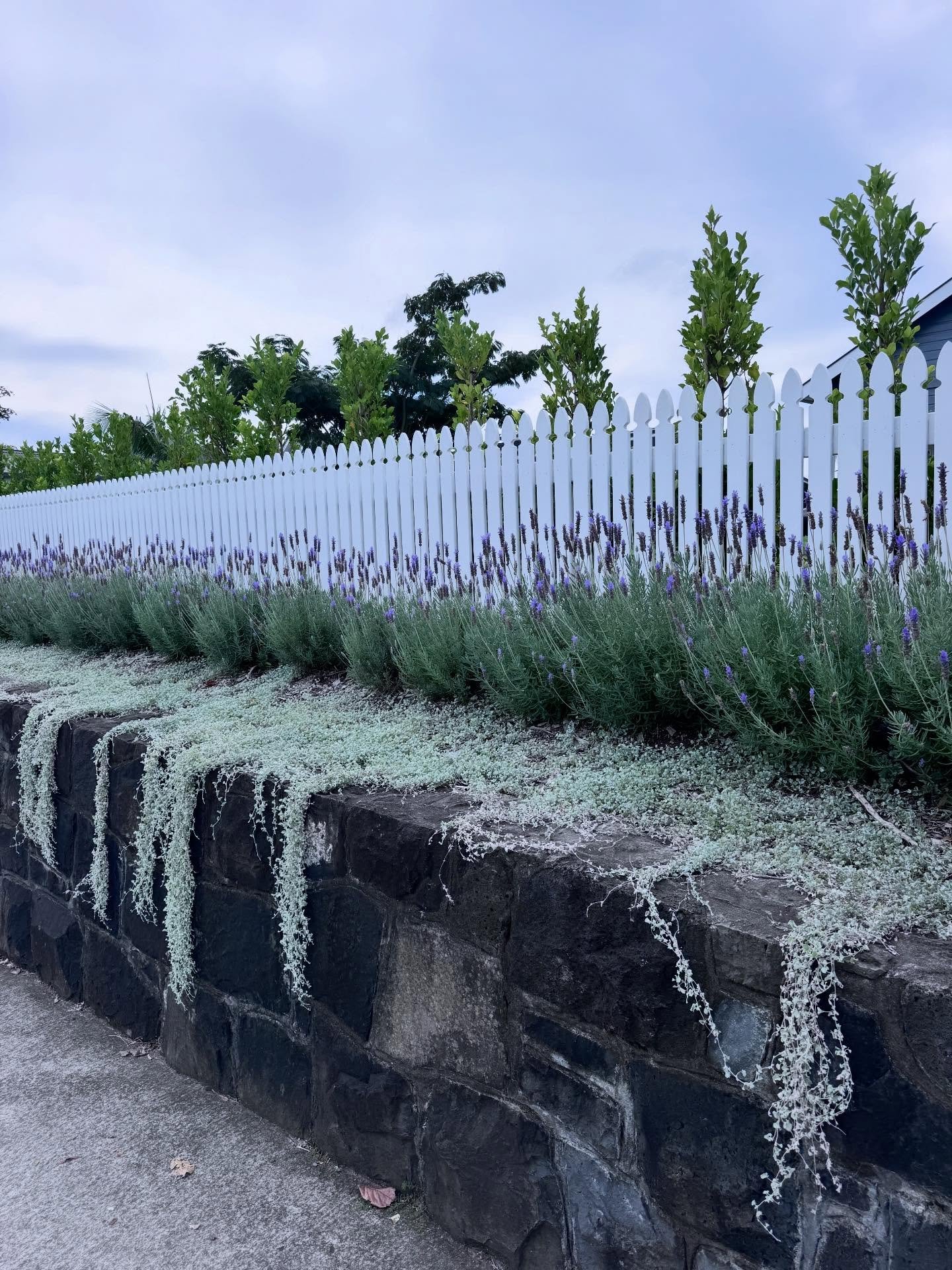 First impressions matter, and this one whispers calm before you even step inside 🌿

A soft border of flowering lavender greets you at the gate, its silvery foliage and gentle purple blooms adding texture, fragrance, and a sense of effortless structu