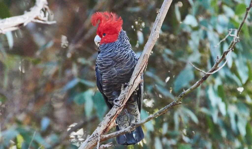 A black male Gang gang cockatoo with a bright red face and crest perched on a branch in a green forest.