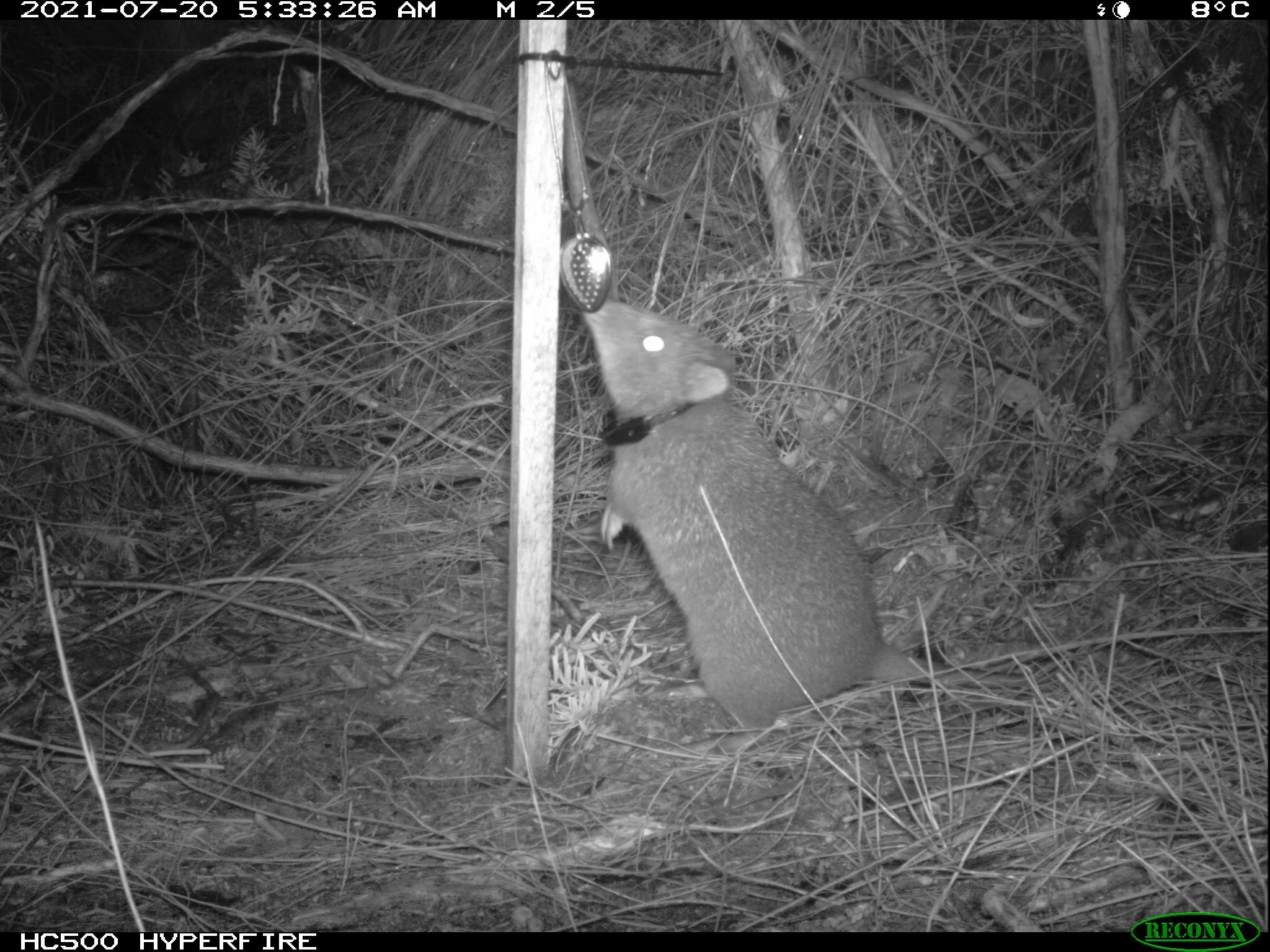 Potoroo camera trap 2 Otways_Conservation Ecology Centre.JPG