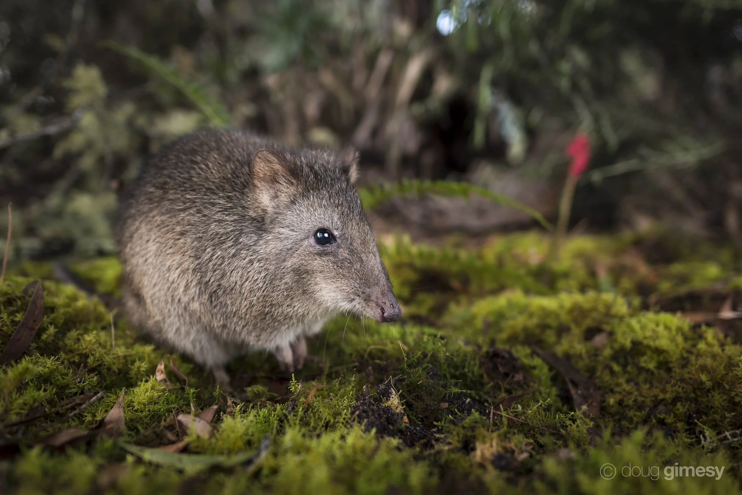 Prescribed fire creates an ecological trap for a mycophageous mammal