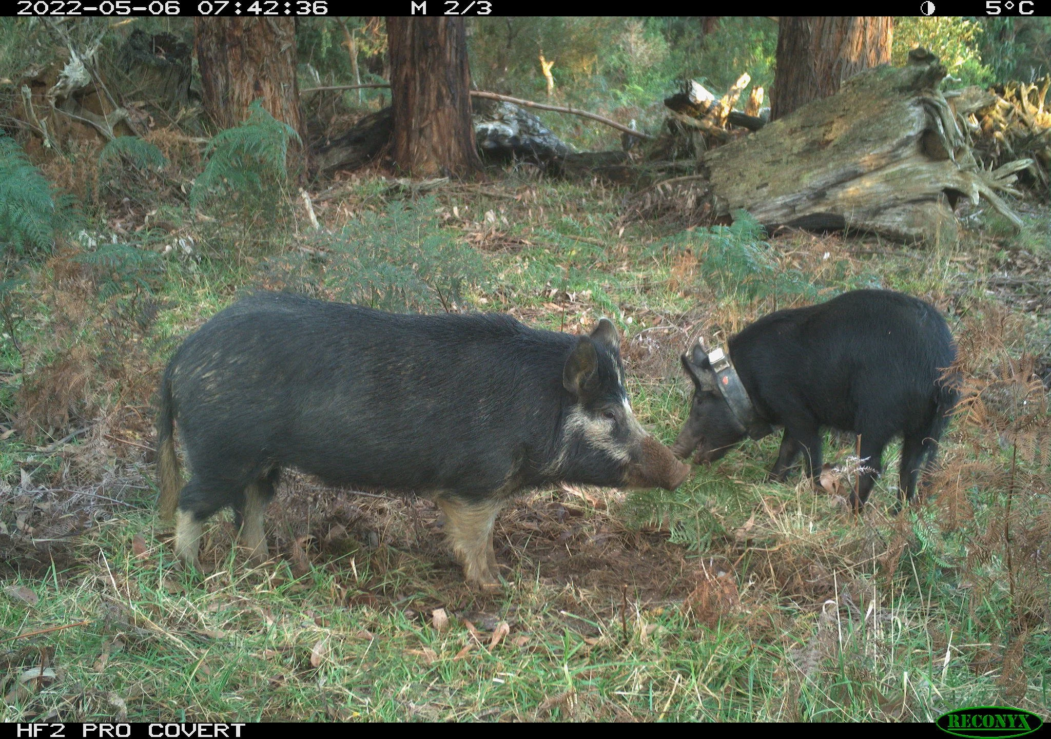 The Big-Pigture: funding success