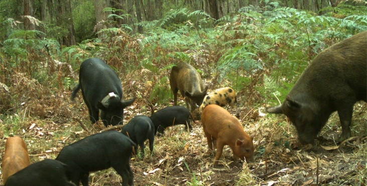 Managing feral pigs the focus of upcoming CEC workshops