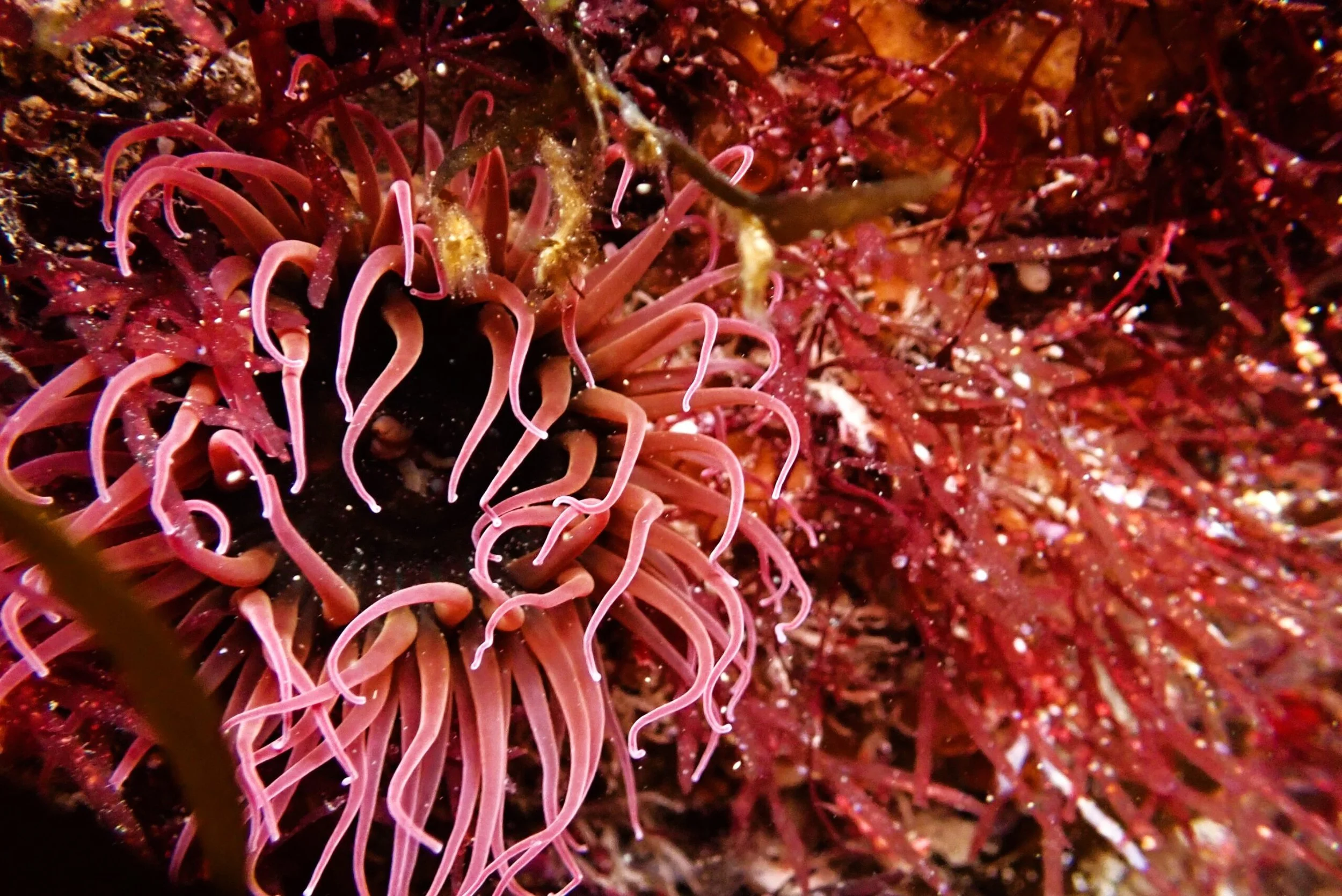 Cultural Leadership, Marine Research & Citizen Science