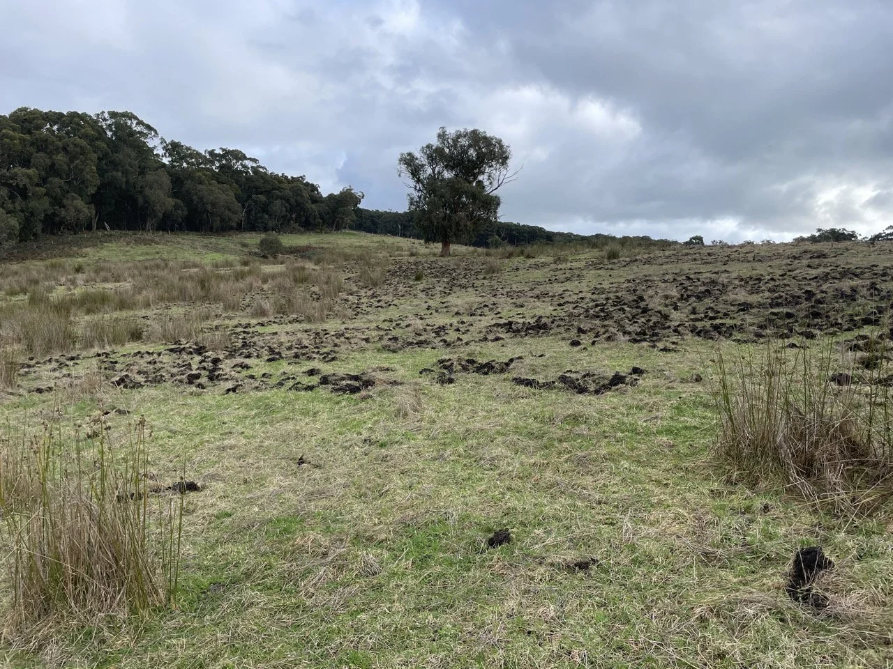 Are feral pigs a problem at your place?