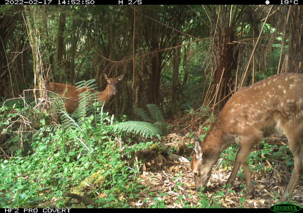 Feral pigs & deer in the Otways
