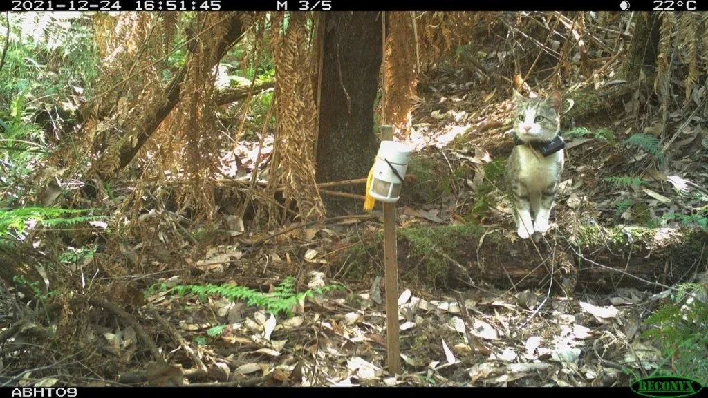 Foxes, cats and fire in the Otways
