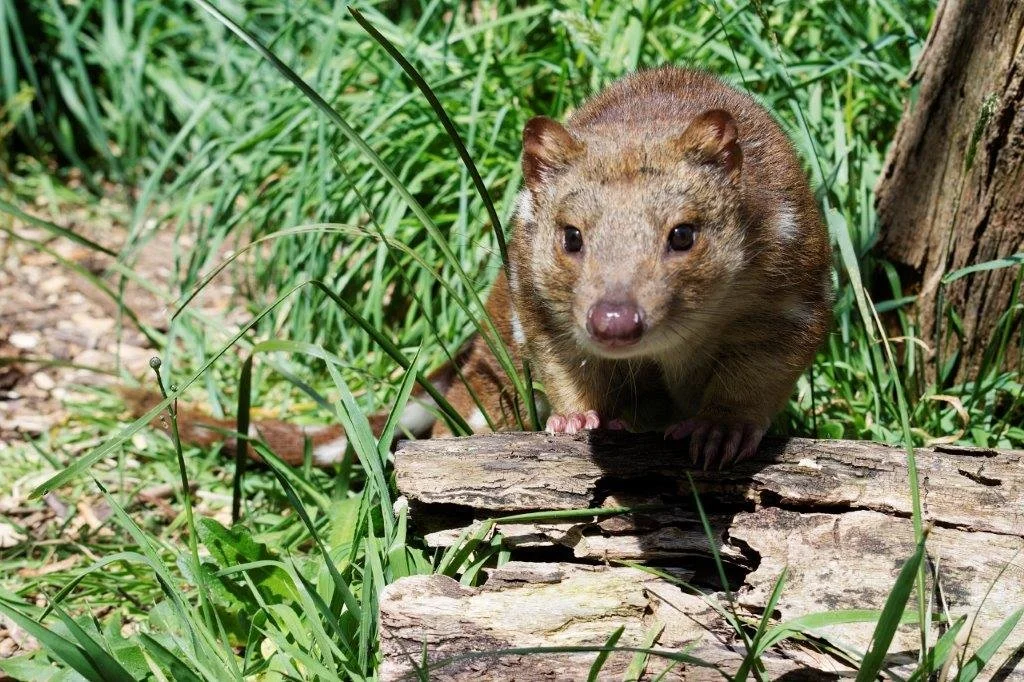 Otways Ecological Research Network