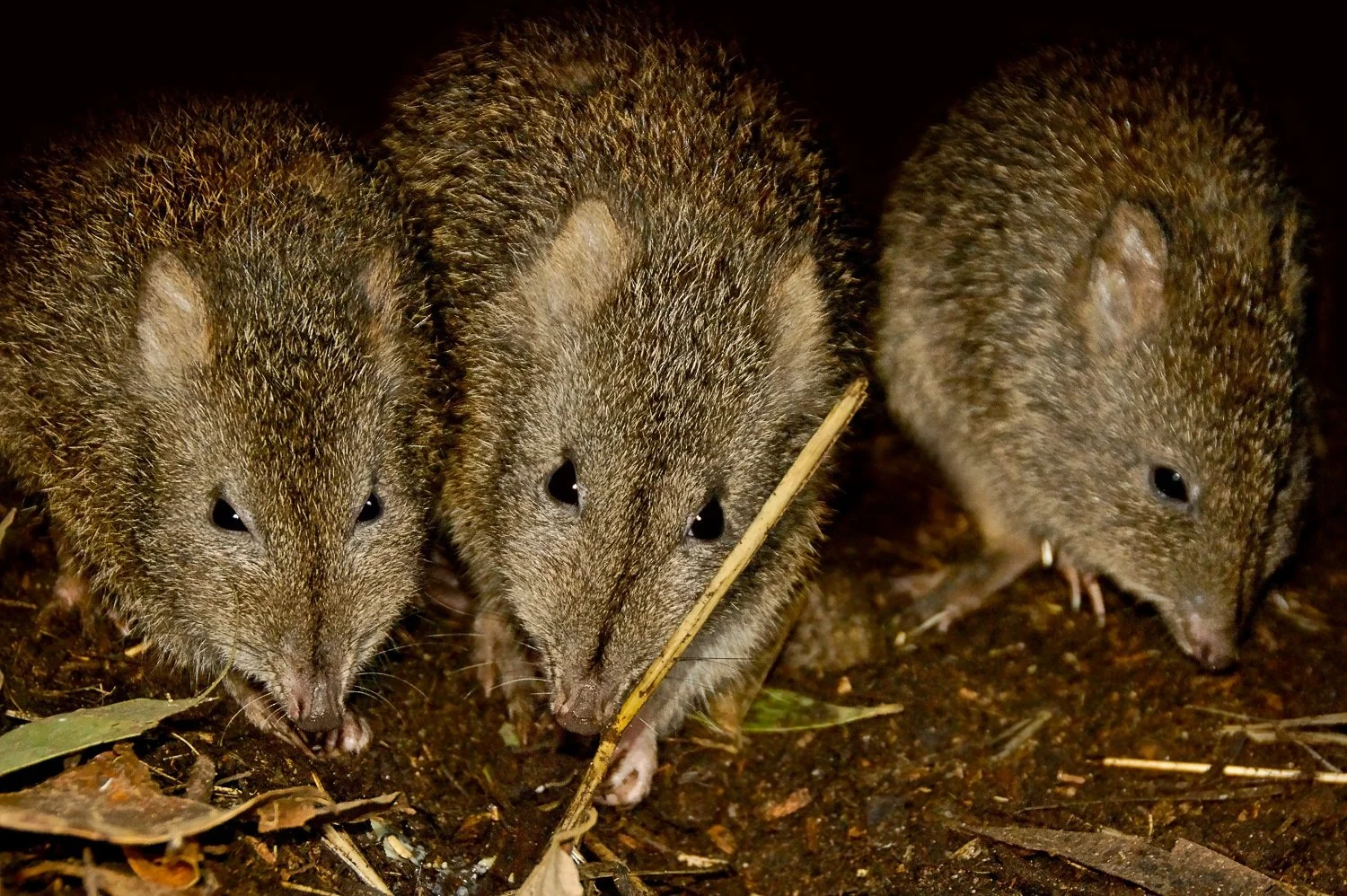 The Otway Ark