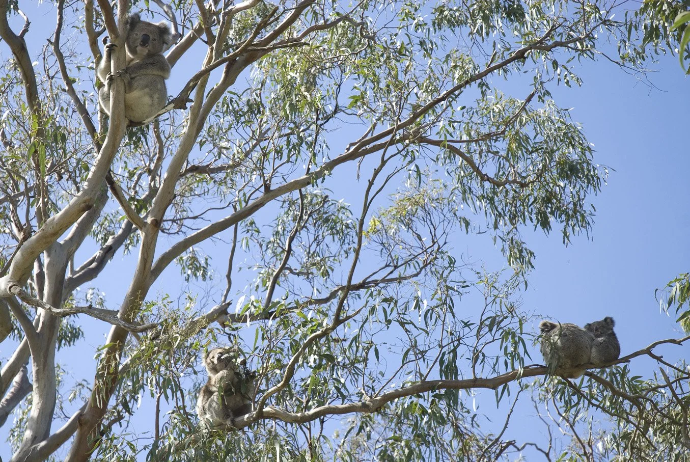 Great Ocean Road Koala Habitat Rescue