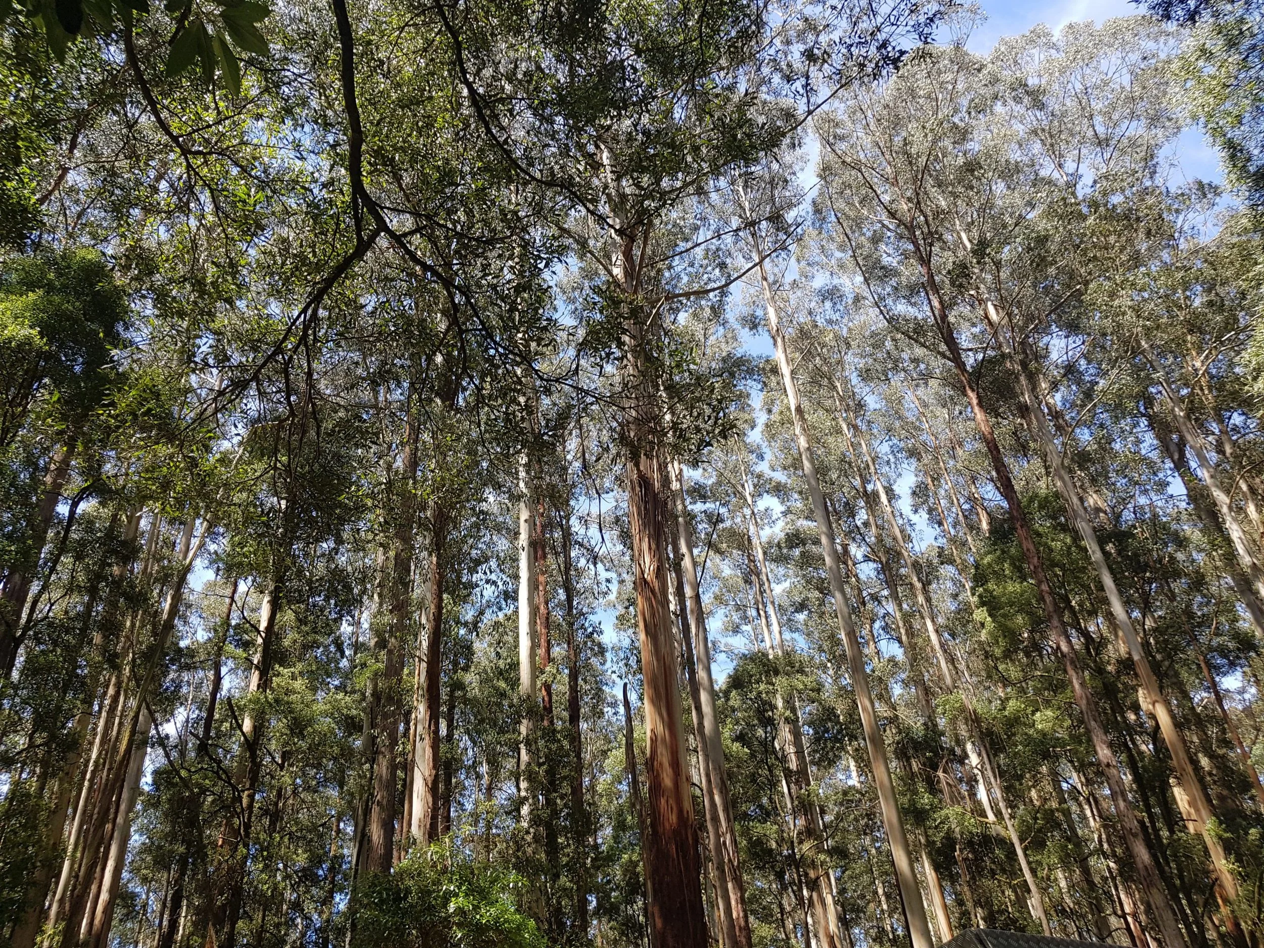 Wild Otways Initiative