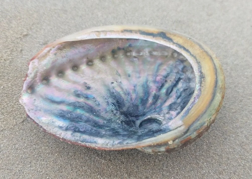 Otways Marine Ecosystem Resilience