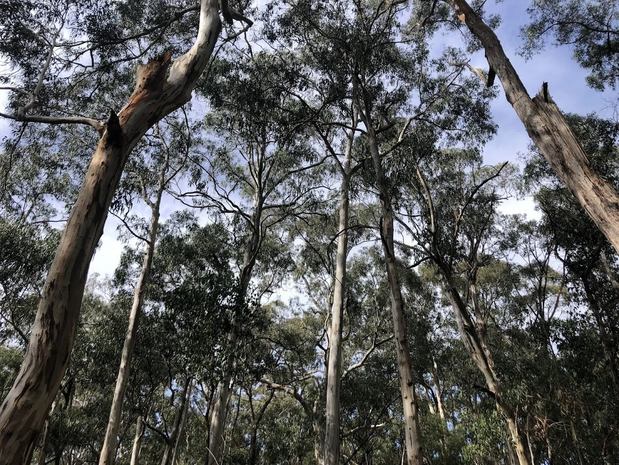 Otways Climate Resilient Forests