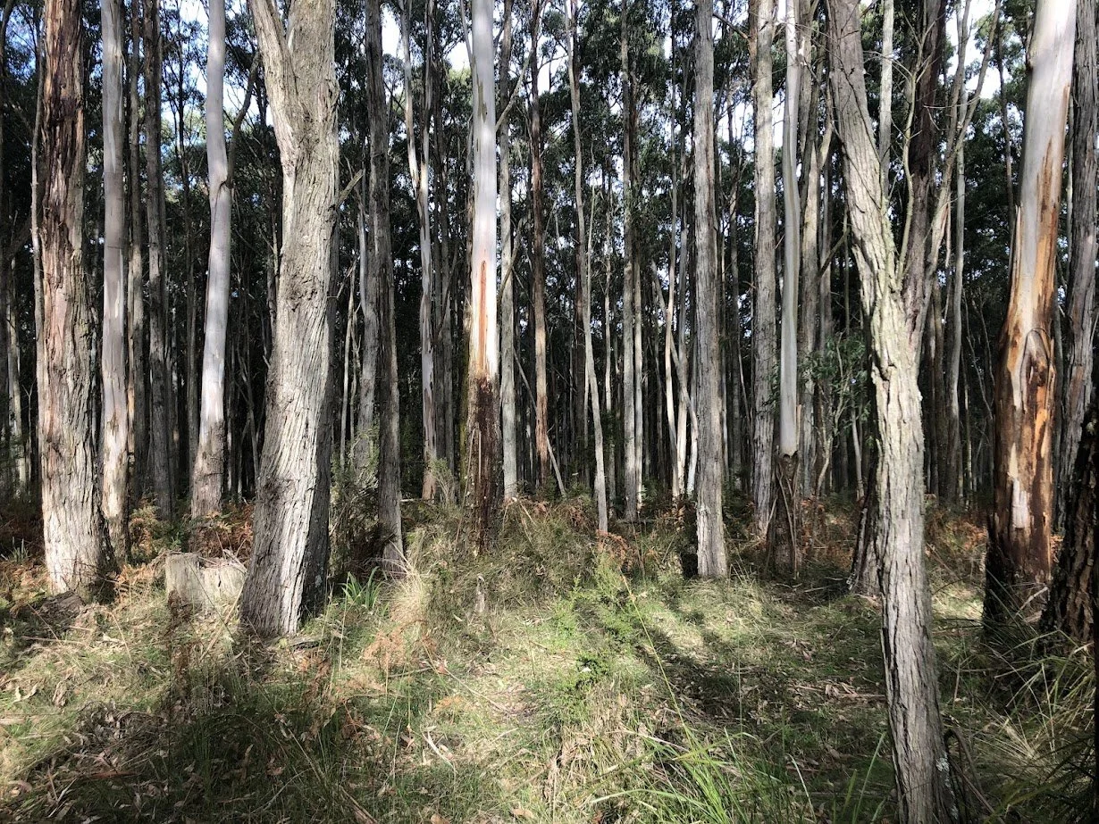 Resilient forests: Managing forests in a changing climate
