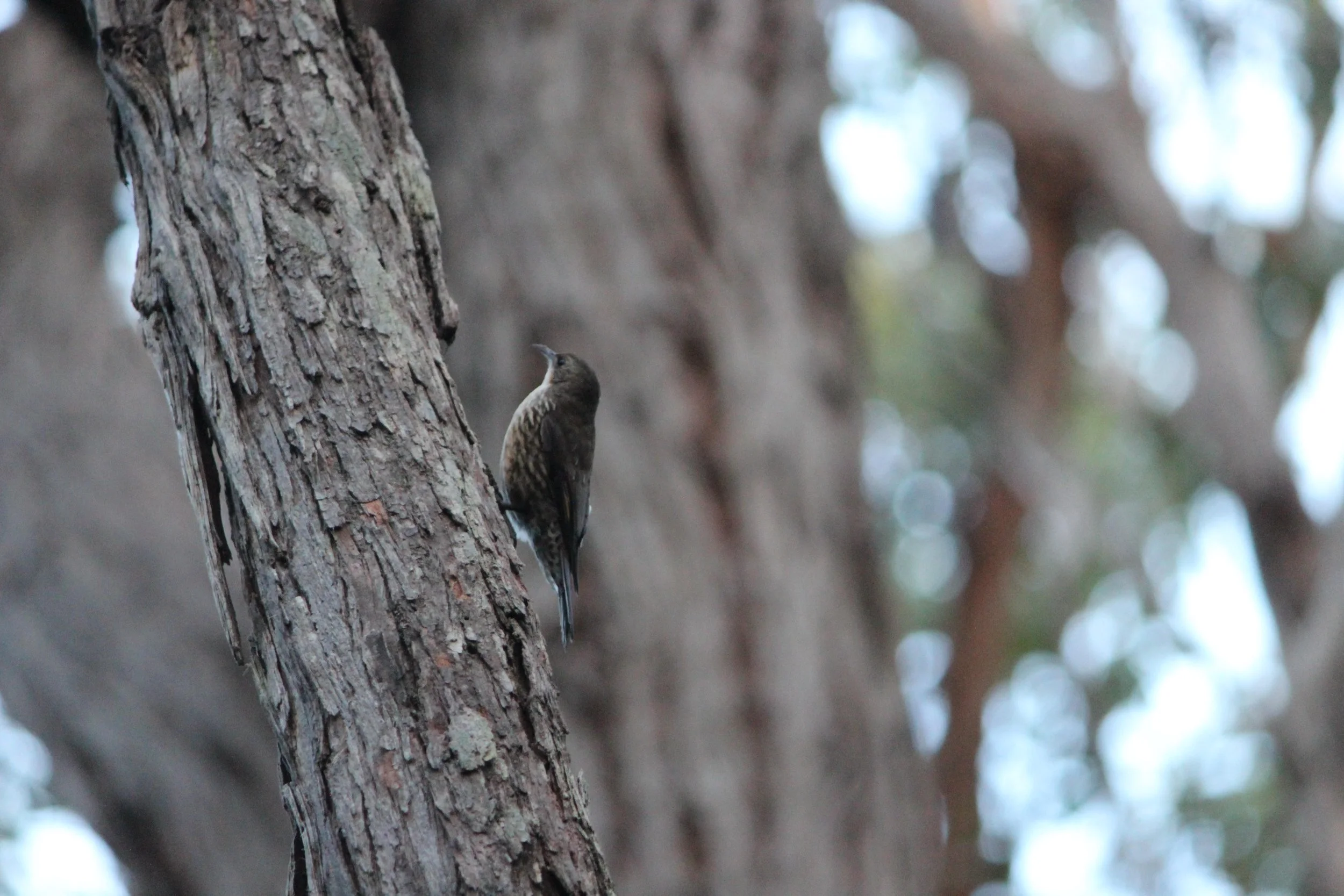 Ecological surveys on Cape Otway