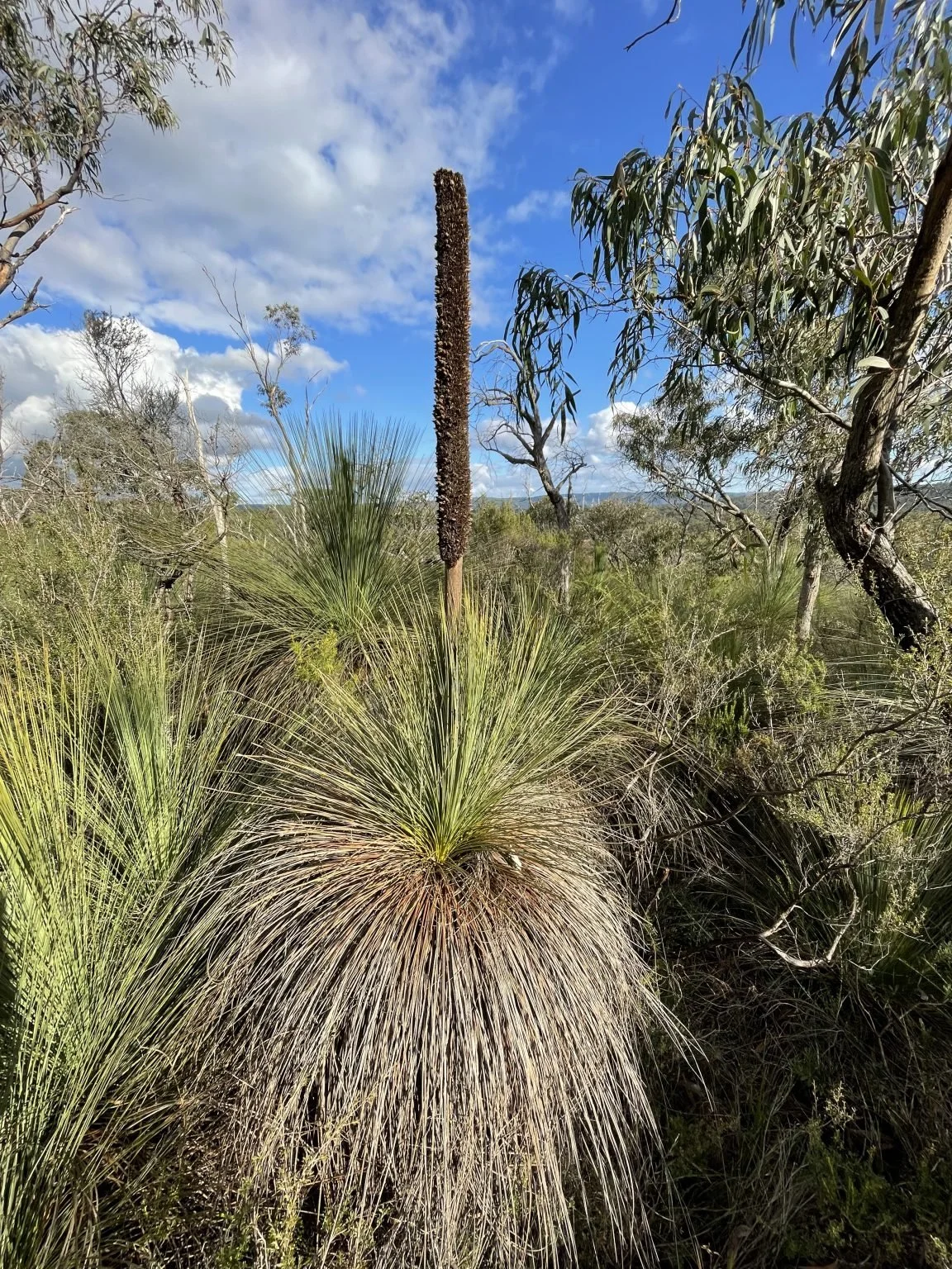 Old-growth-Grass-Tree-1-1152x1536.jpeg