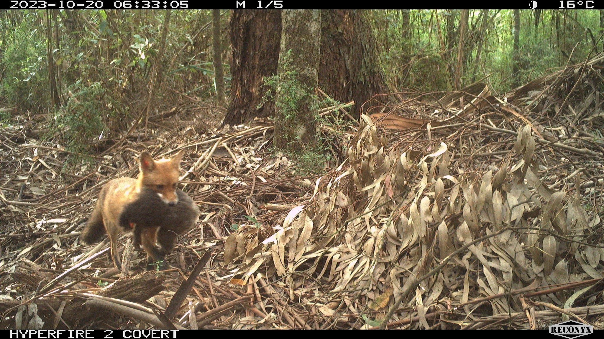 Fox_with_prey.JPG