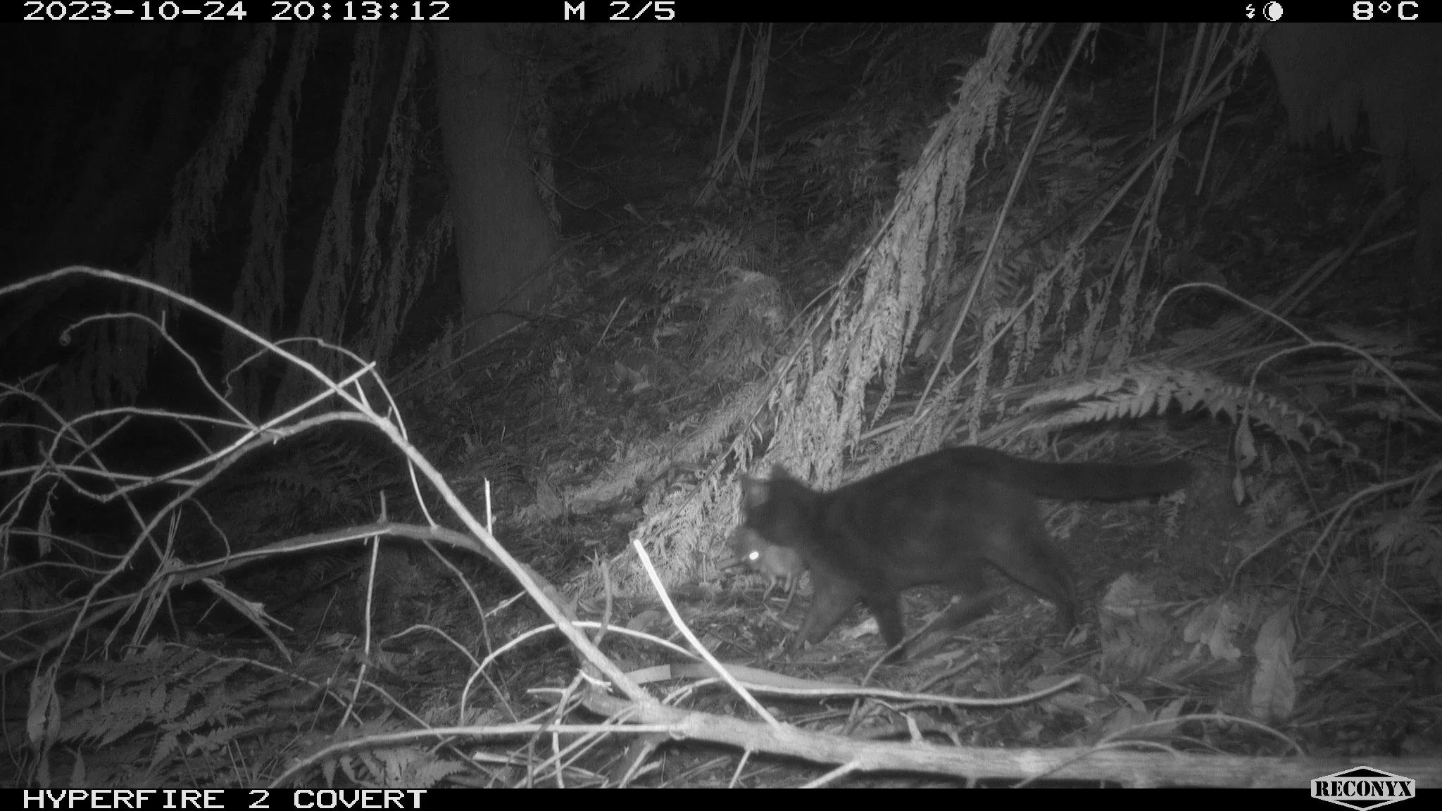 Cat predation HV062.JPG