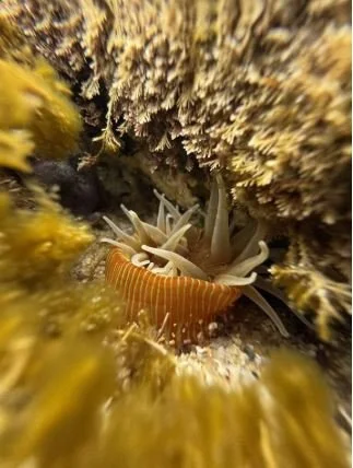 Otways Marine Ecosystem Resilience_Conservation Ecology Centre.JPG