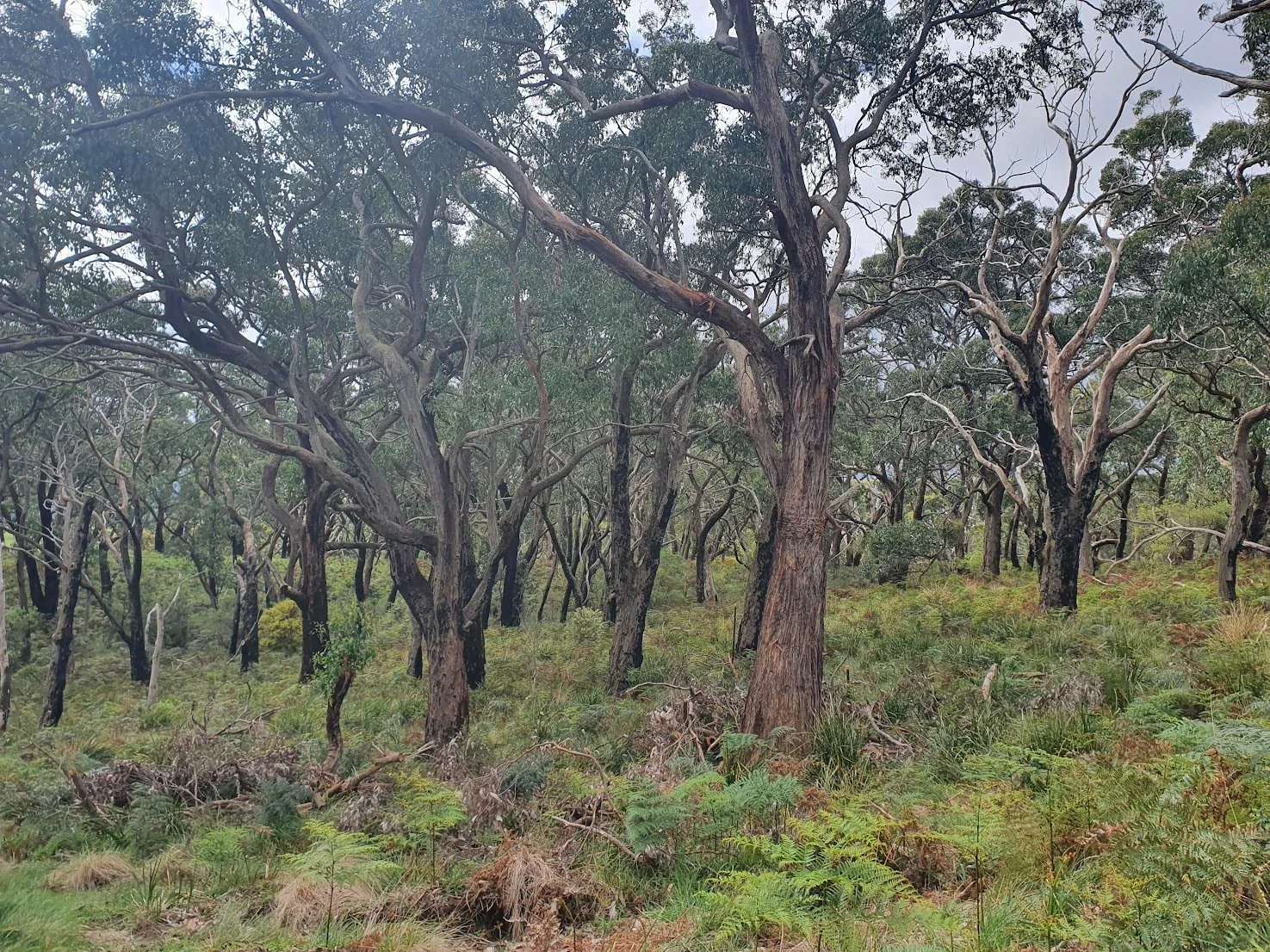 Putting Resilient Forests planning in practice