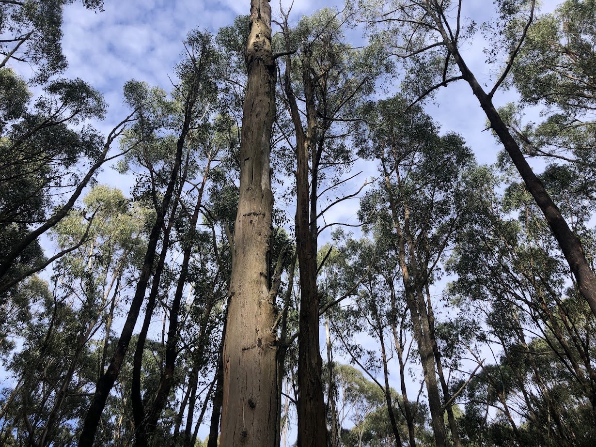 Otways forest_Conservation Ecology Centre.jpg