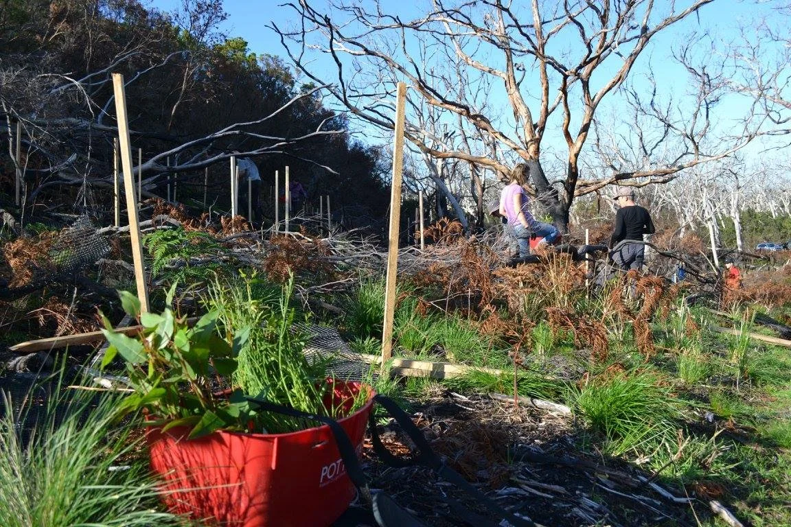 Thousands more trees for Cape Otway koalas