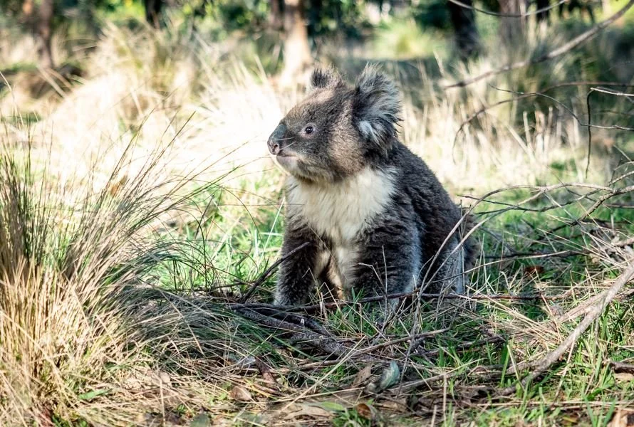 Koala woodland habitatBig Otway Tree Planting_Conservation Ecology Centre.JPG