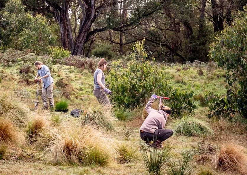Big Otway Tree Planting_Conservation Ecology Centre.JPG