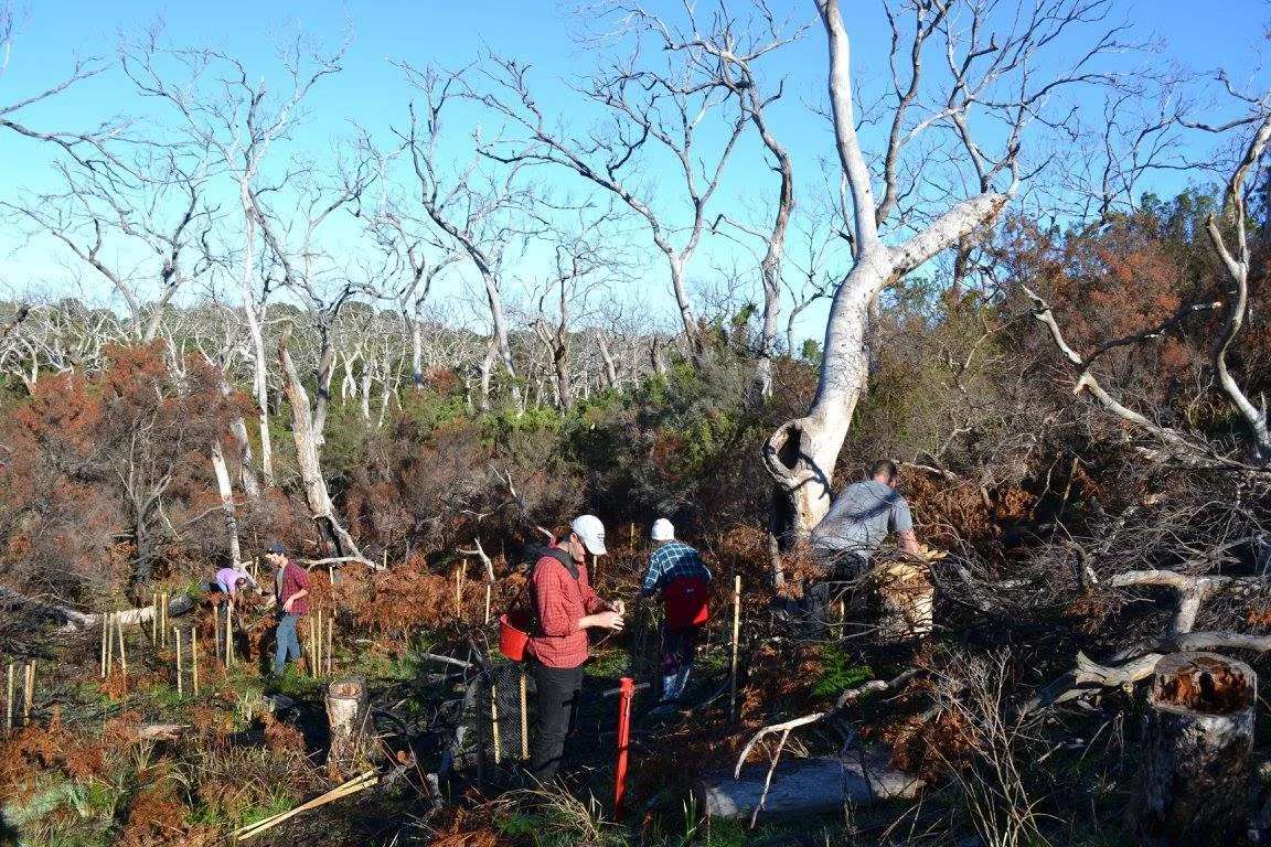 Big Otway Tree Planting_Conservation Ecology Centre.jpg
