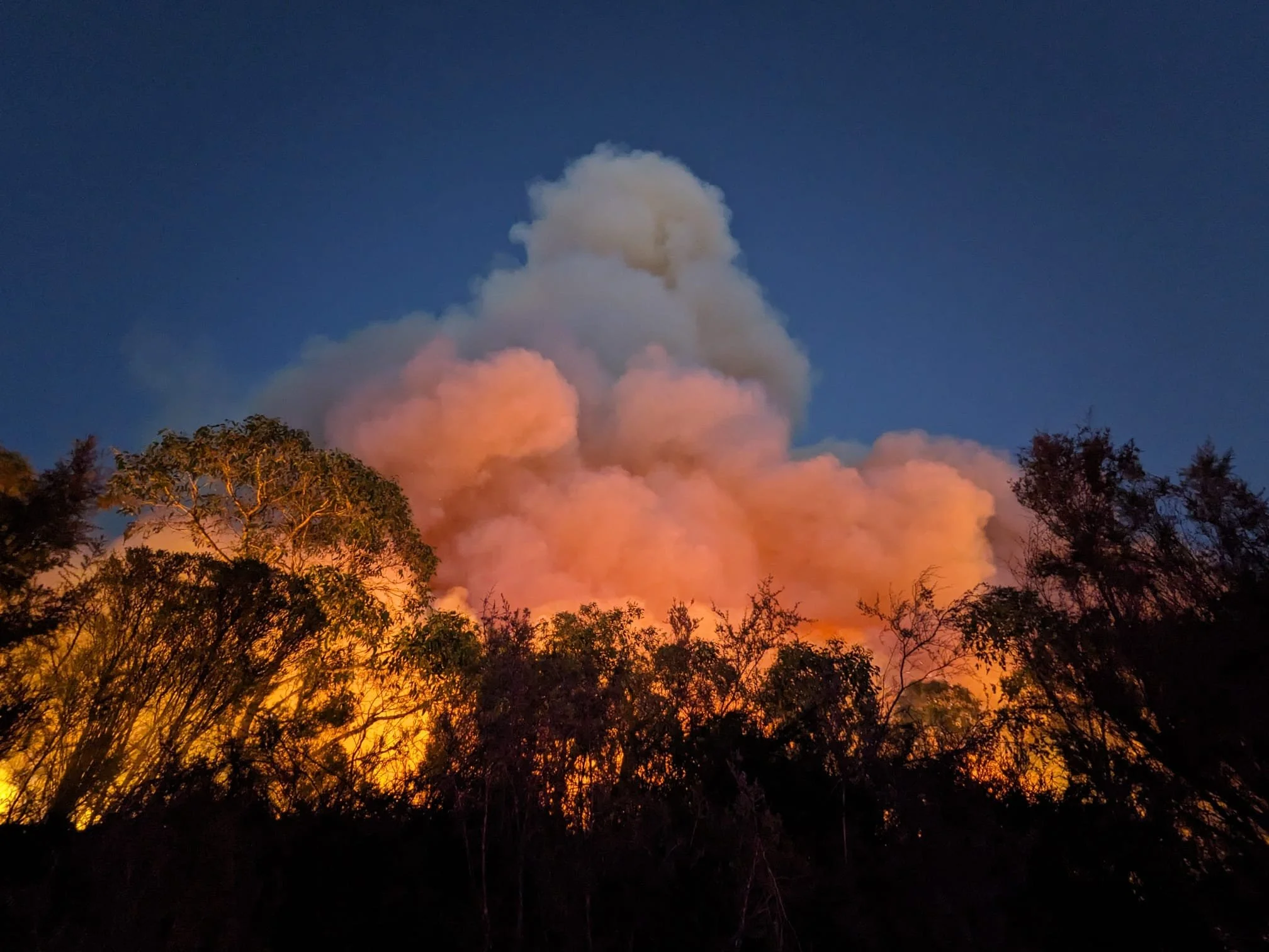 Otways fire 2026 Conservation Ecology Centre.jpeg