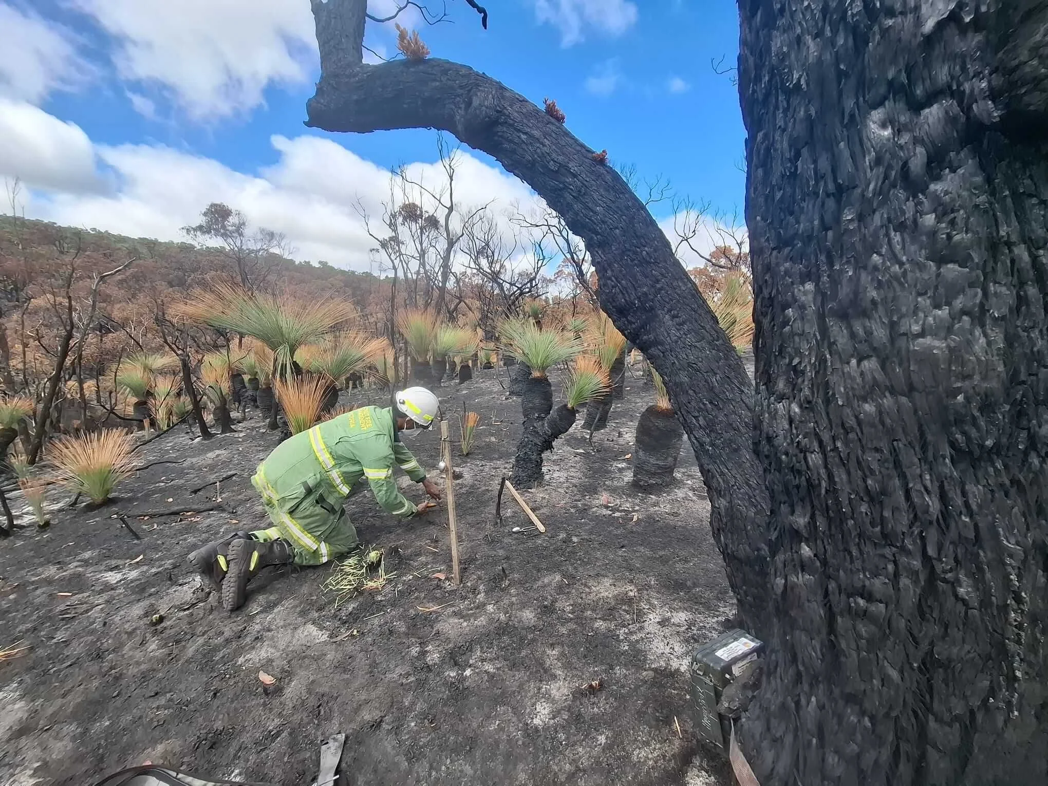 Asitha Researcher camera trap baiting in Carlisle Heath after 2026 bushfires_Conservation Ecology Centre (1).jpg