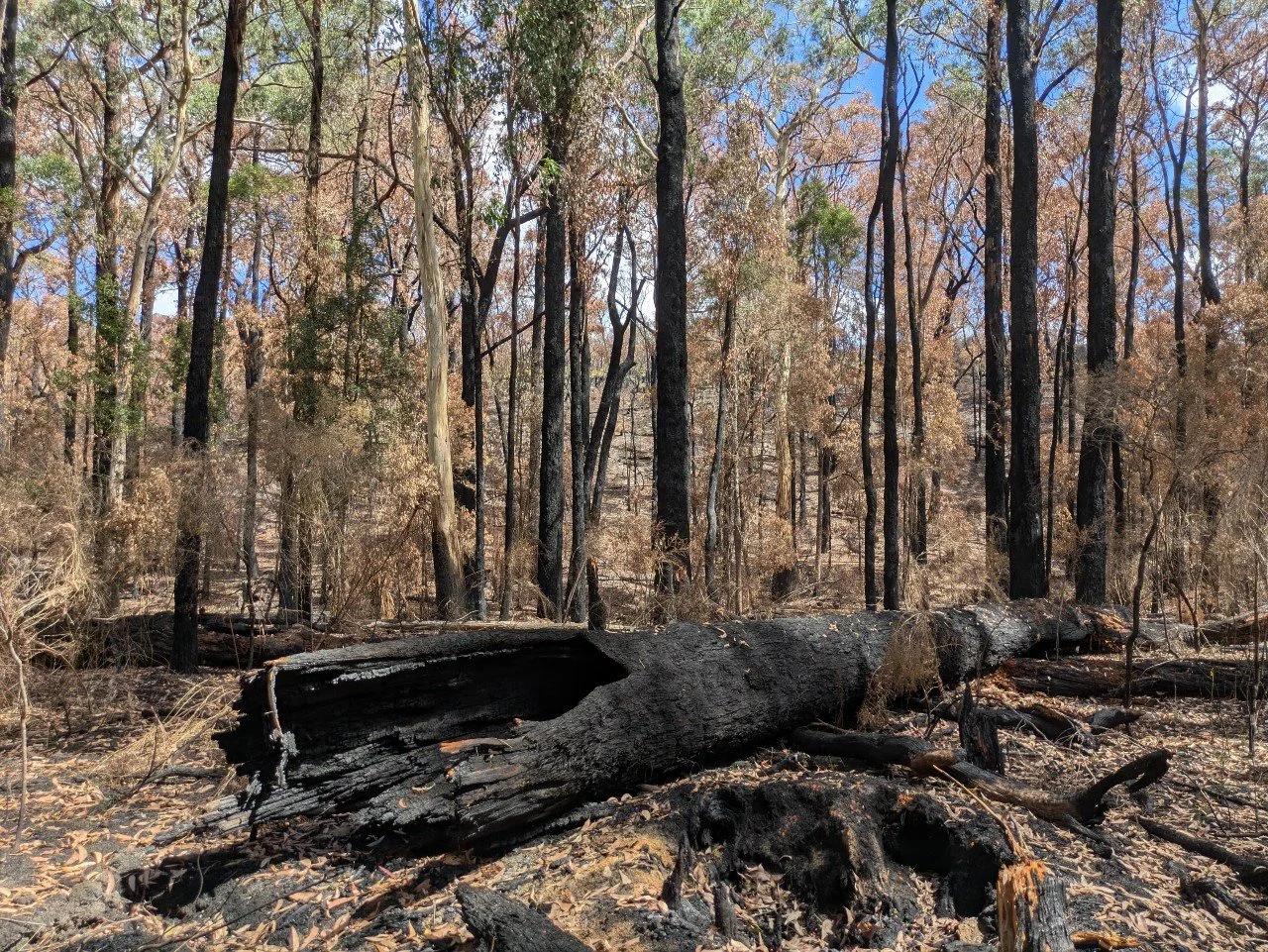 Carlisle Heath burnt after 2026 bushfires_Conservation Ecology Centre.jpg