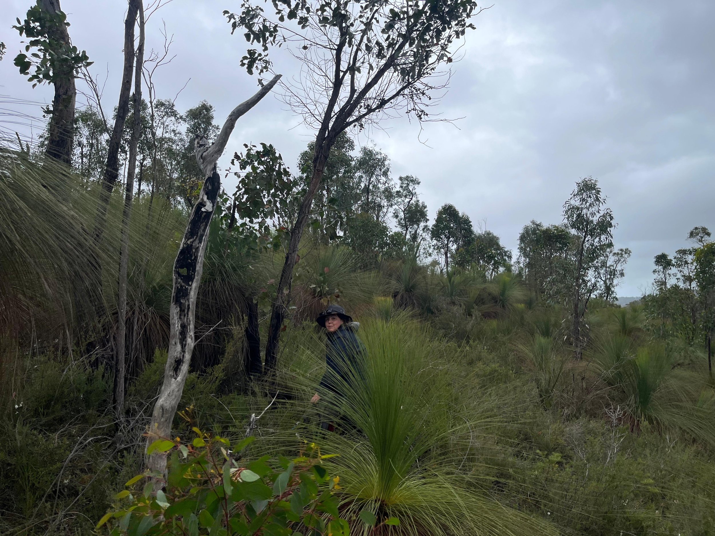 Mapping the Future for Swamp Antechinus in the Carlisle Heathlands