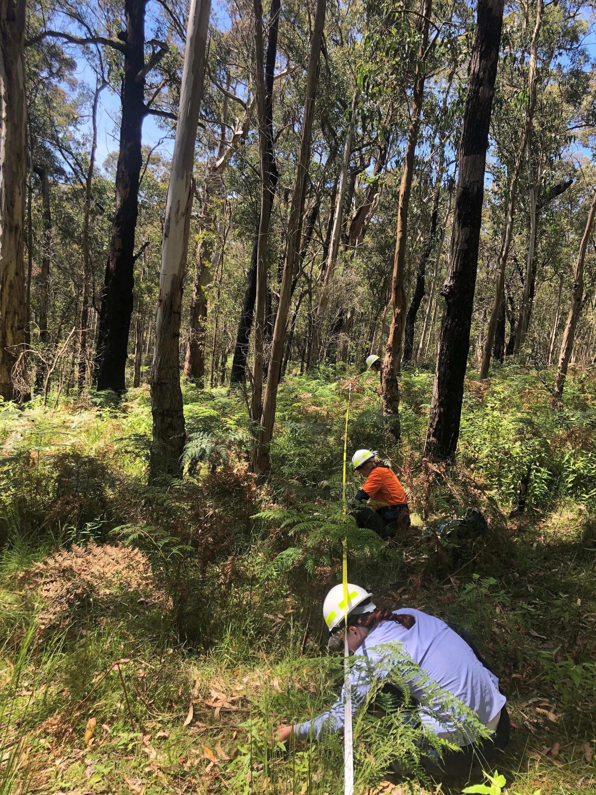 NorthernRamps_Fieldwork1.jpg