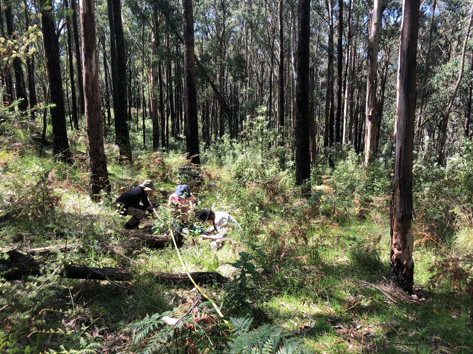 A different way of burning – does ‘less fire, more often’ help keep foothill forests healthy and communities safe?