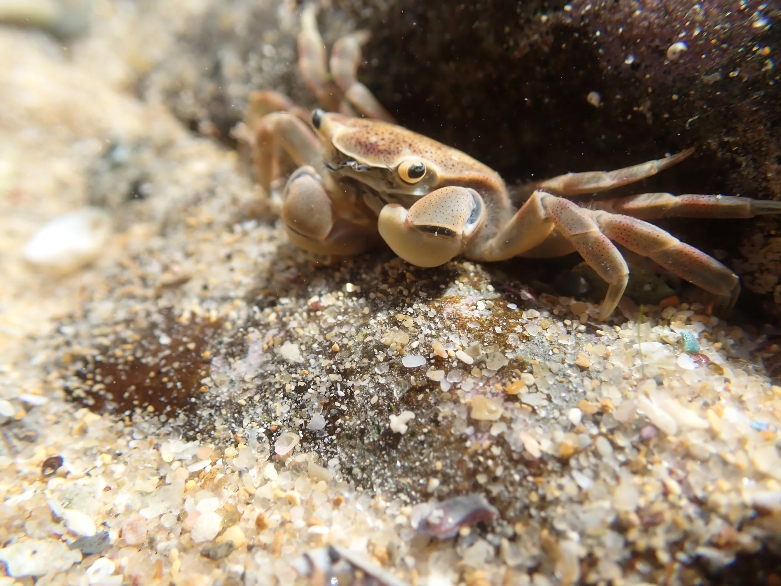 New partnerships for coastal stewardship, building ecological resilience along the Great Ocean Road