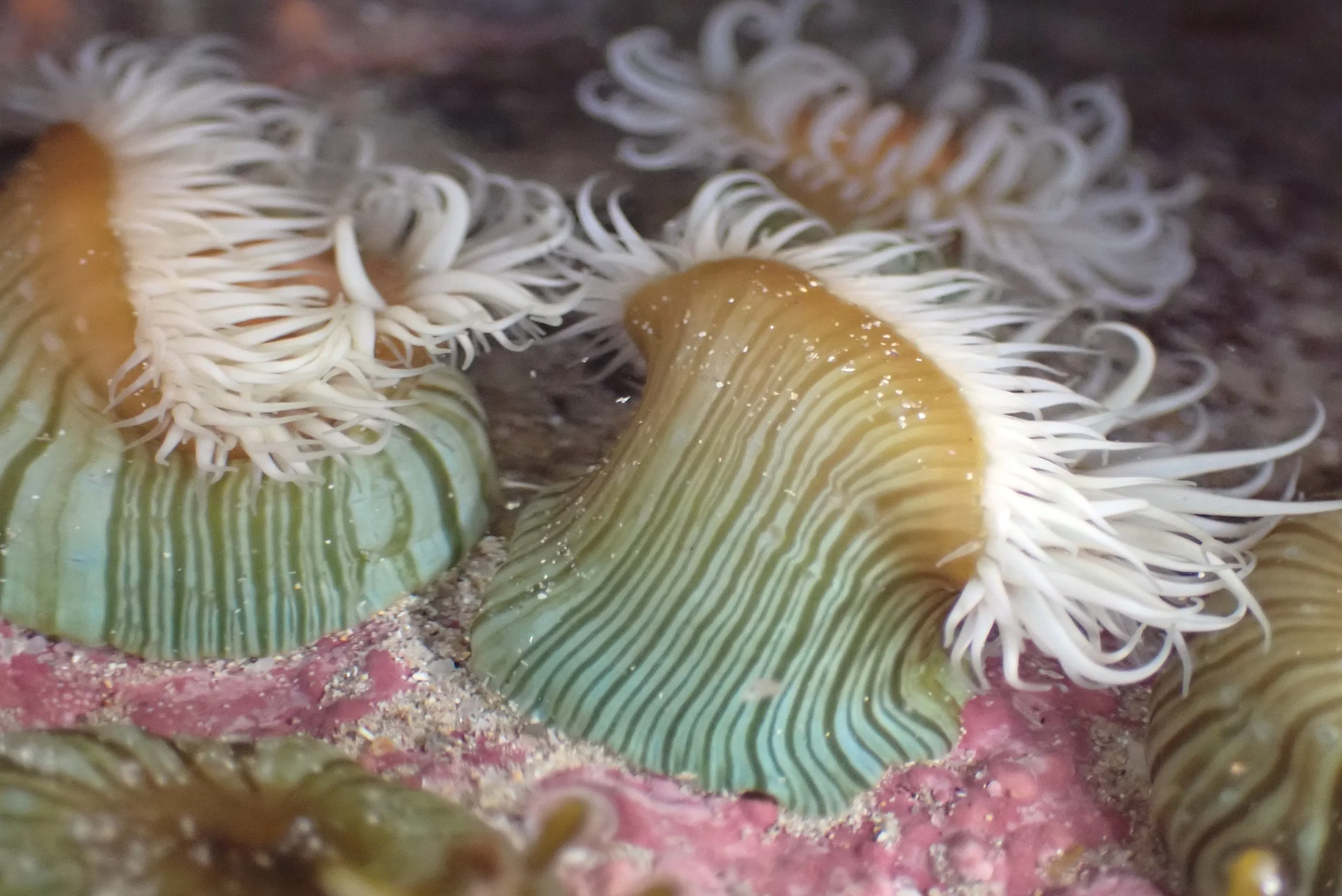 Copy of white-striped_anemone.JPG